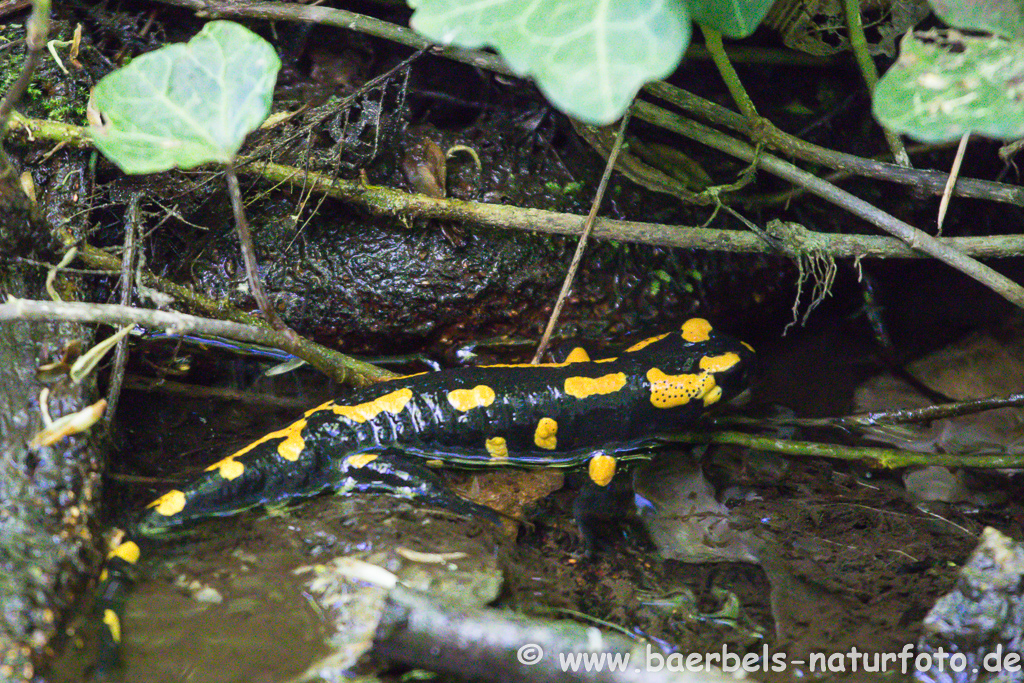 Feuersalamander