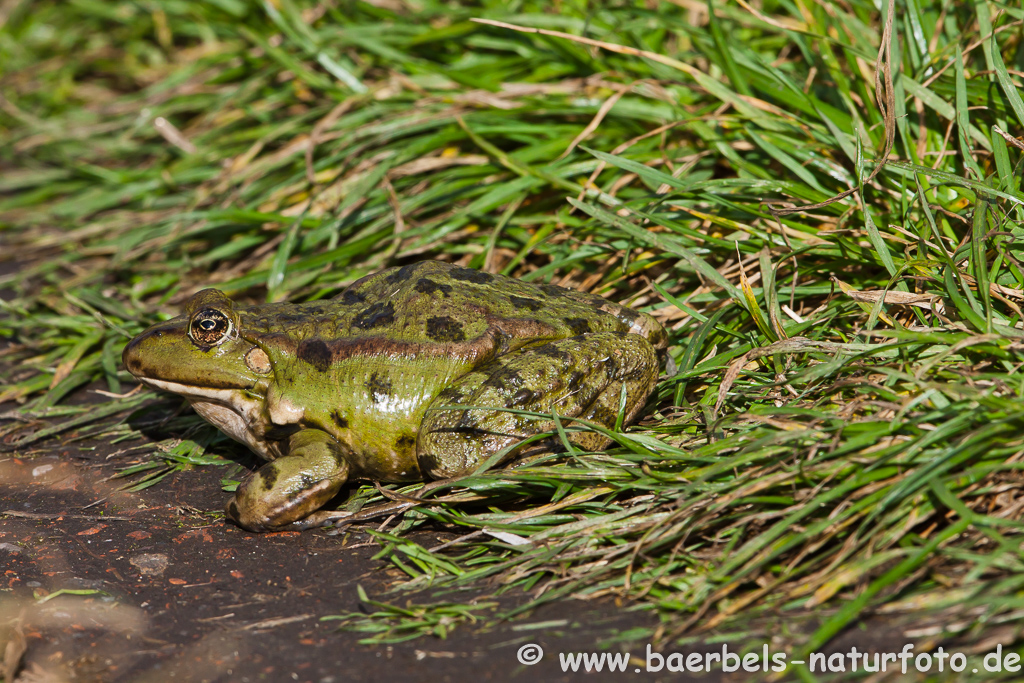 Grünfrosch