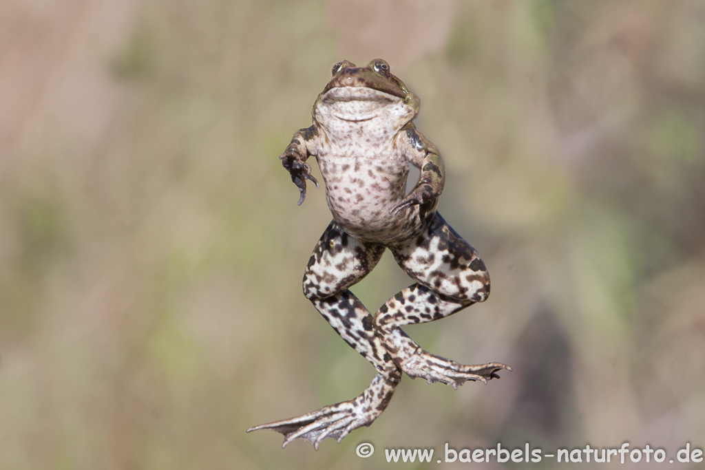 Grünfrosch