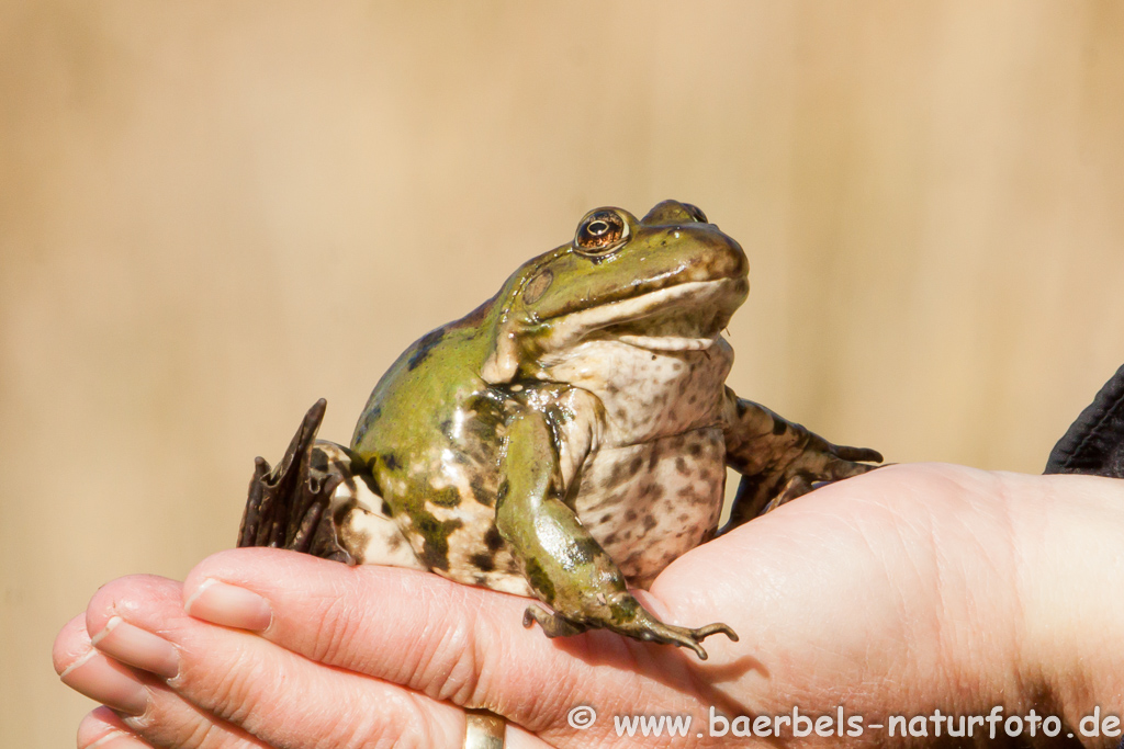 Grünfrosch