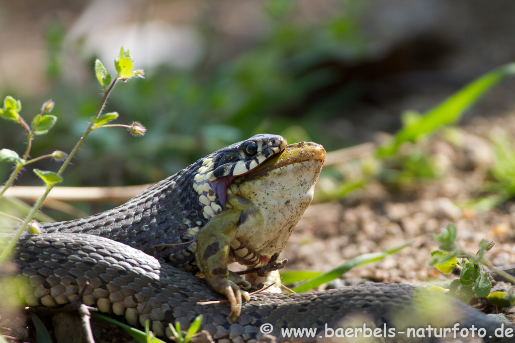 Grünfrosch