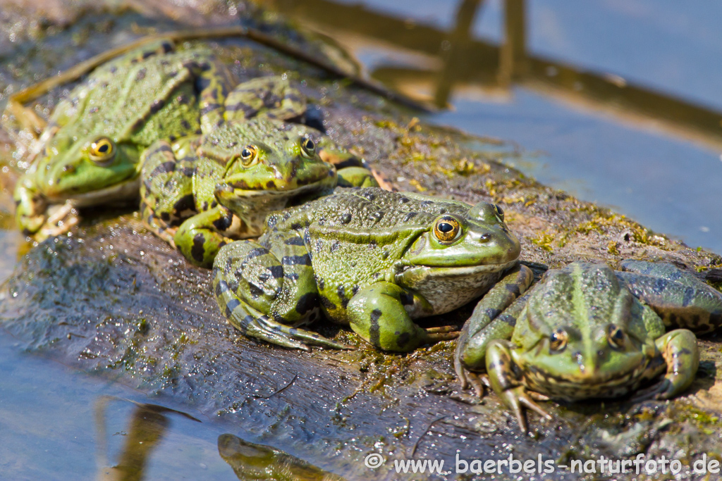 Grünfrosch