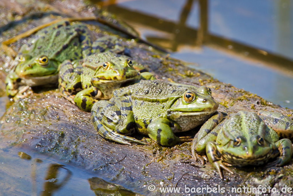 Grünfrosch