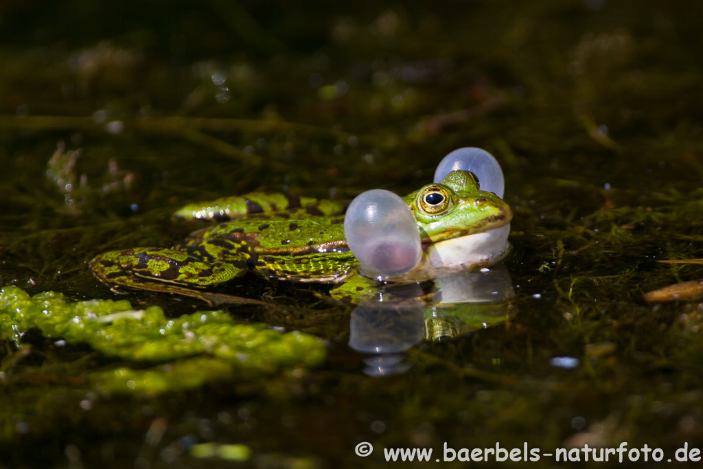 Grünfrosch