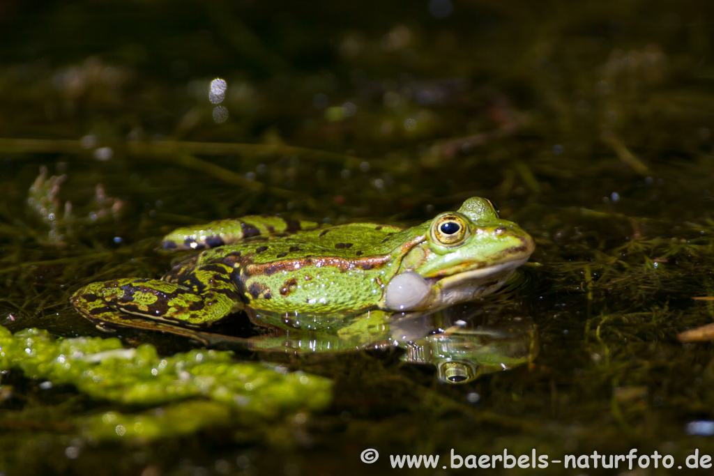 Grünfrosch