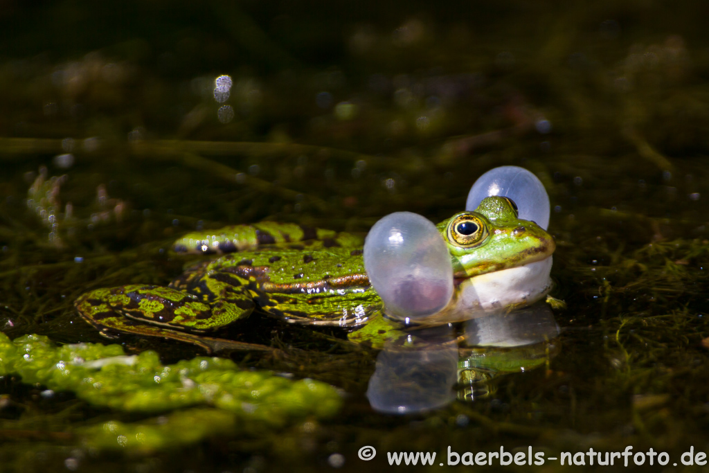 Grünfrosch