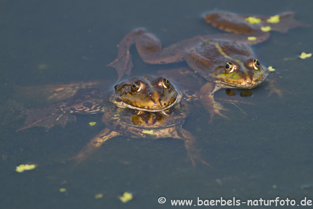 Grünfrosch