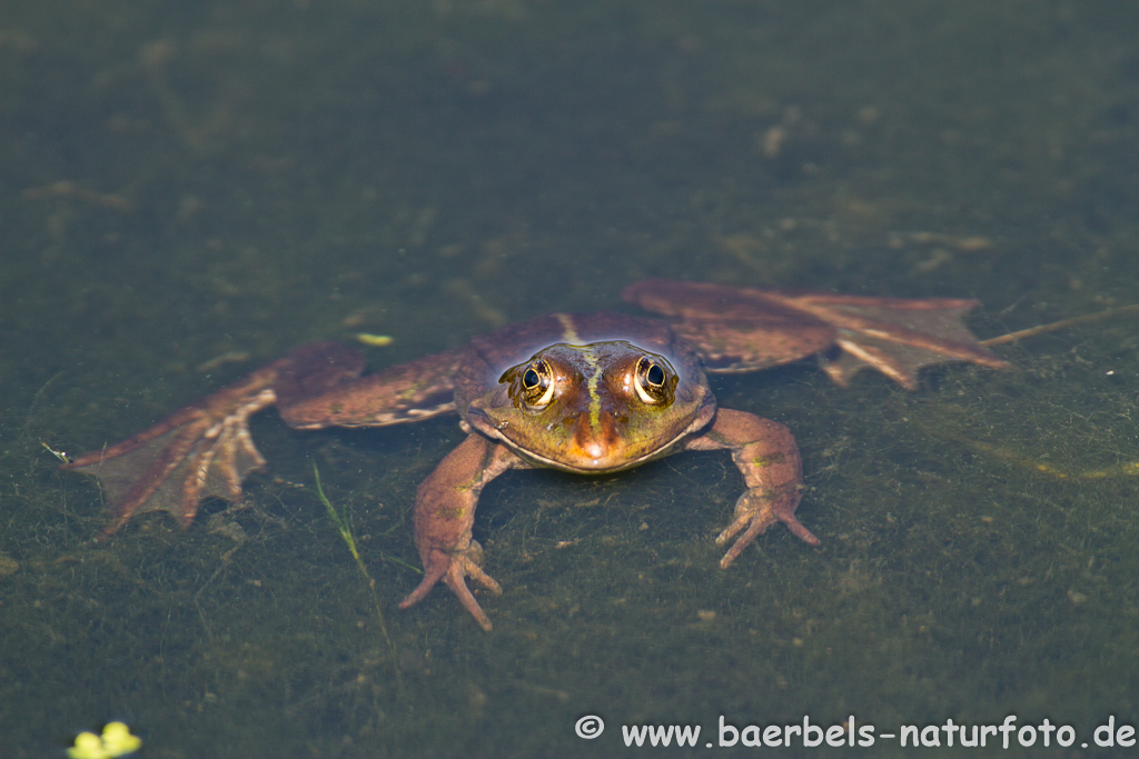 Grünfrosch