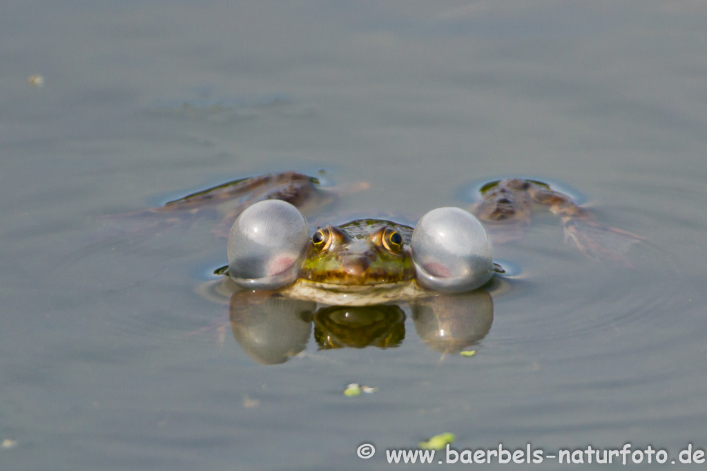 Grünfrosch