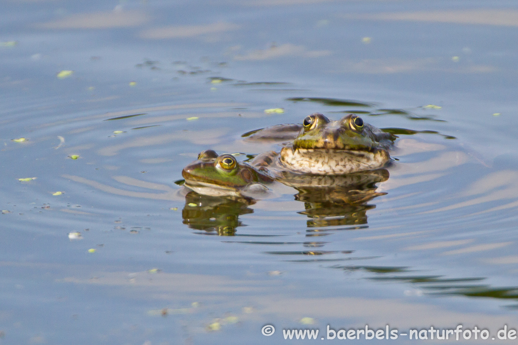 Grünfrosch