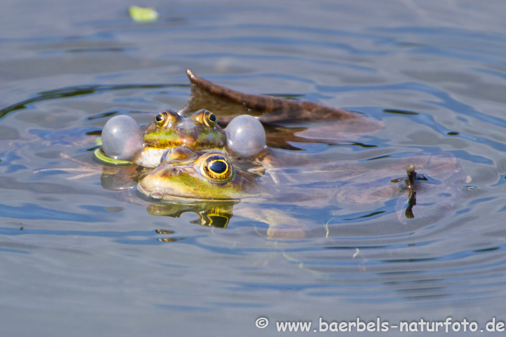 Grünfrosch