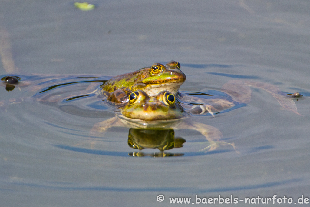 Grünfrosch