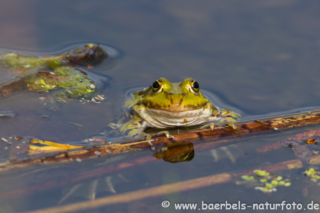 Grünfrosch