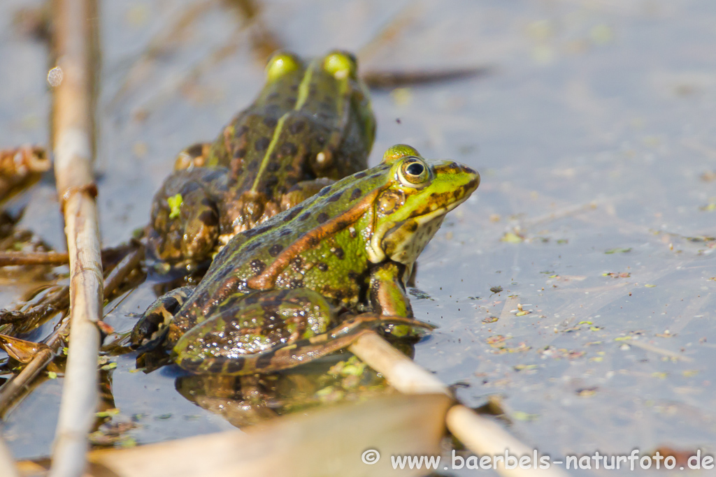 Grünfrosch