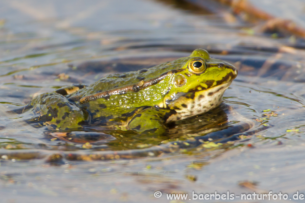 Grünfrosch