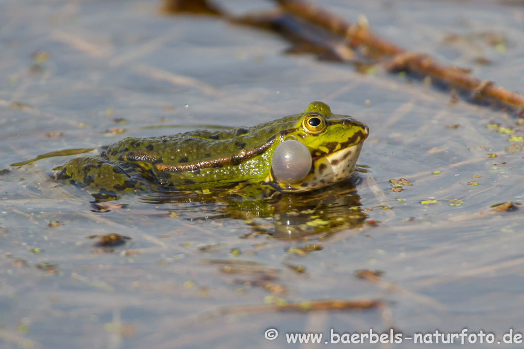 Grünfrosch