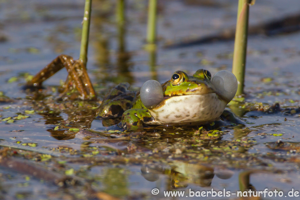 Grünfrosch