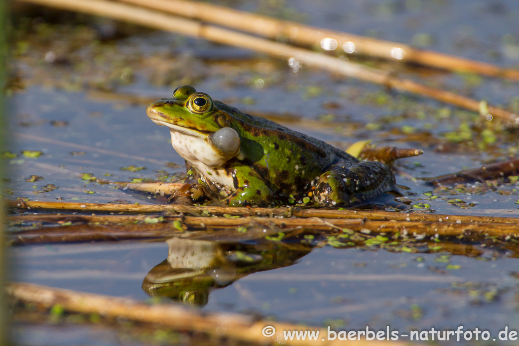 Grünfrosch