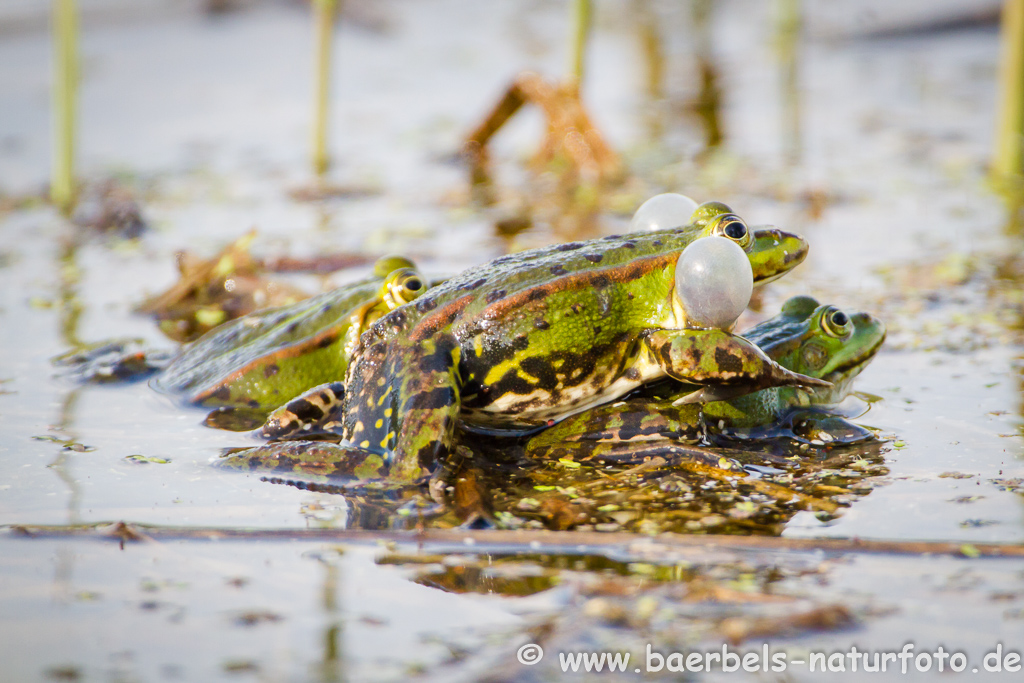 Grünfrosch