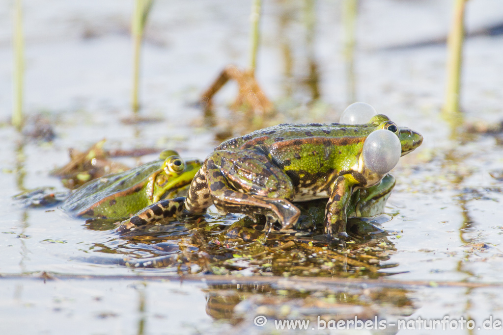 Grünfrosch