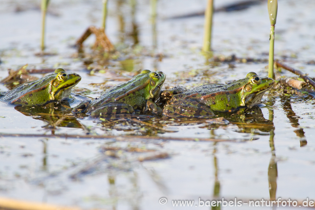 Grünfrosch