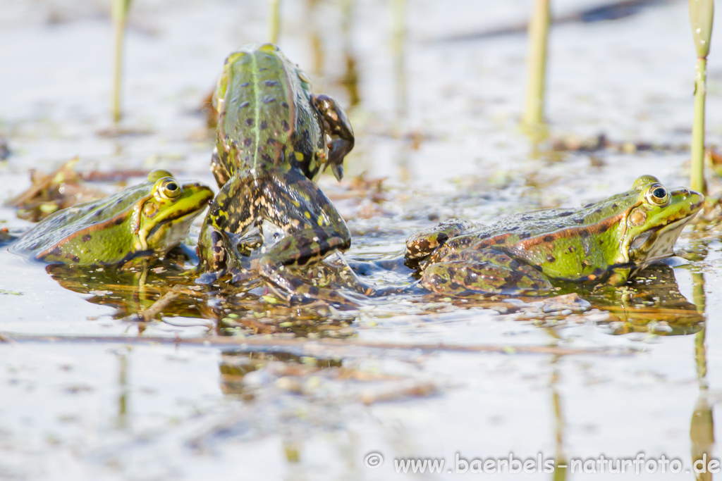 Grünfrosch