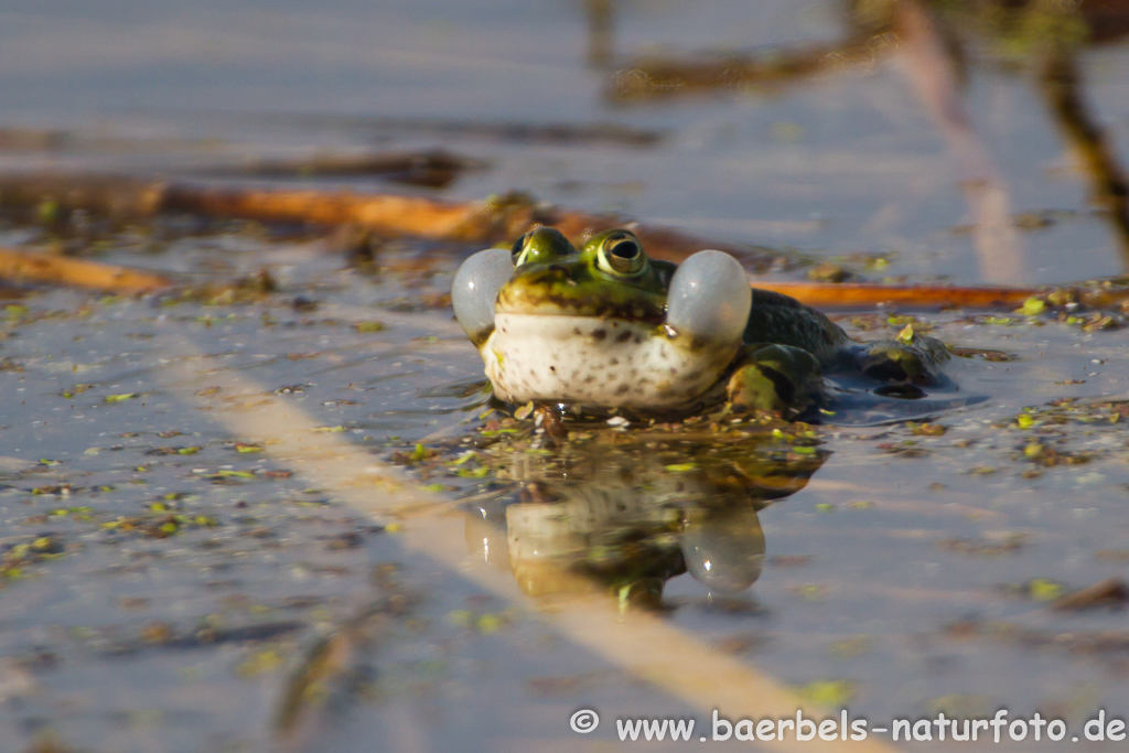 Grünfrosch