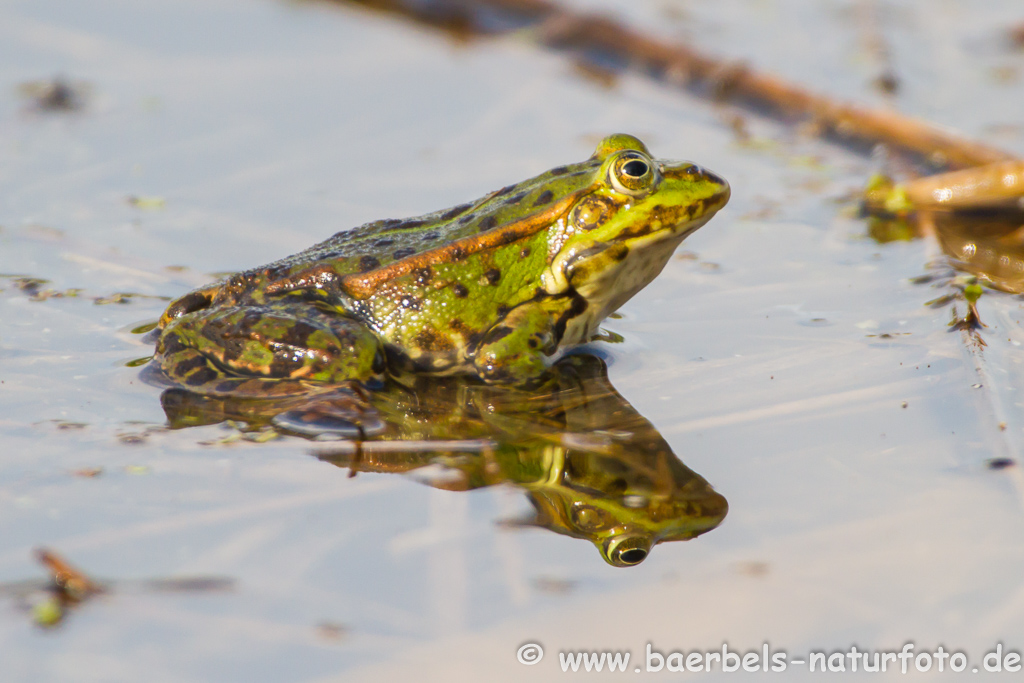 Grünfrosch