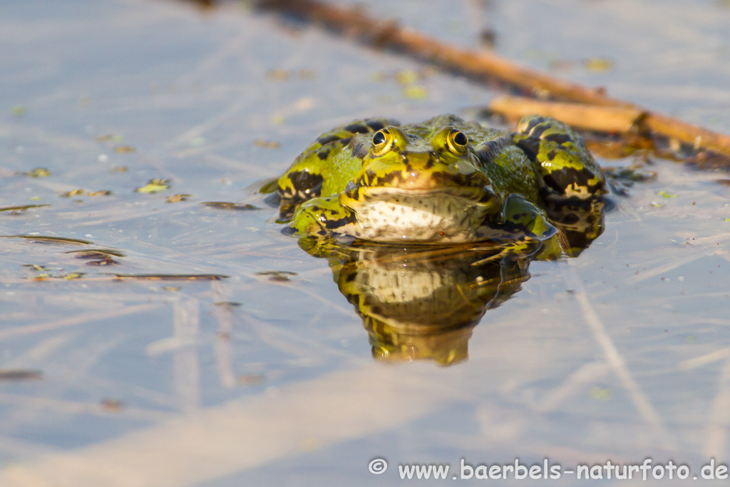 Grünfrosch