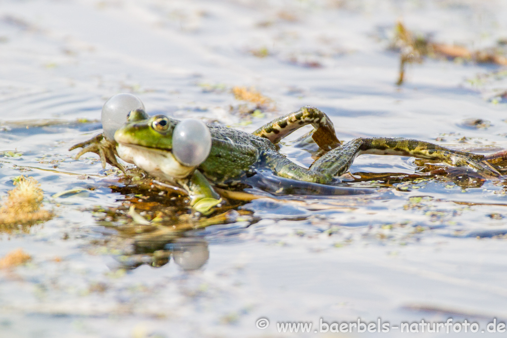 Grünfrosch