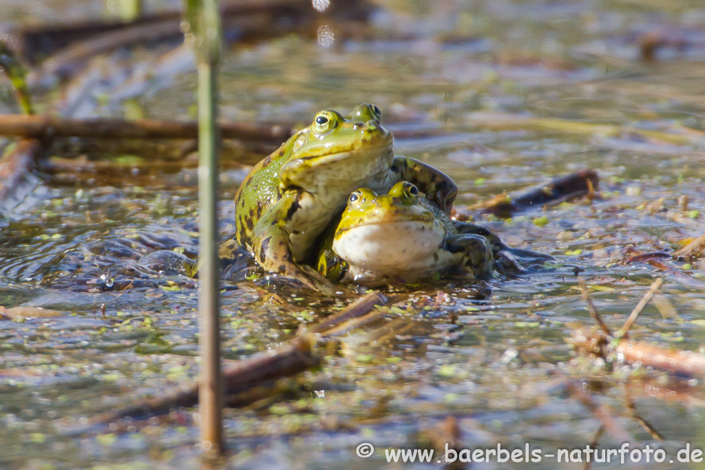 Grünfrosch