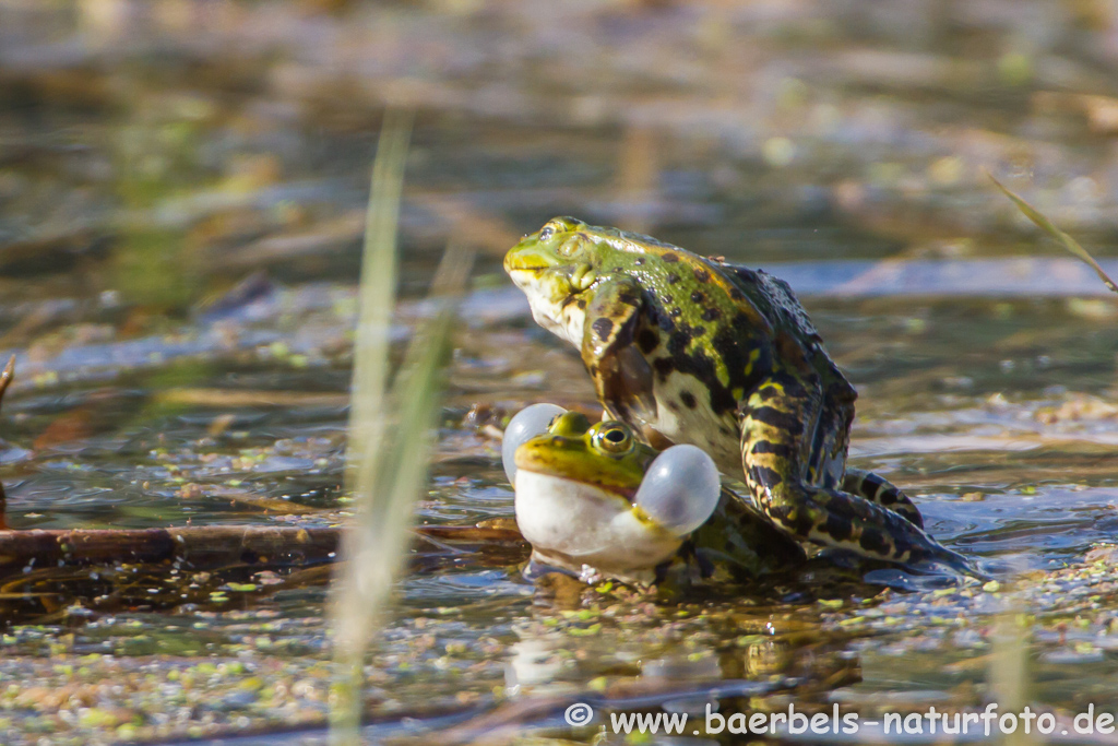 Grünfrosch