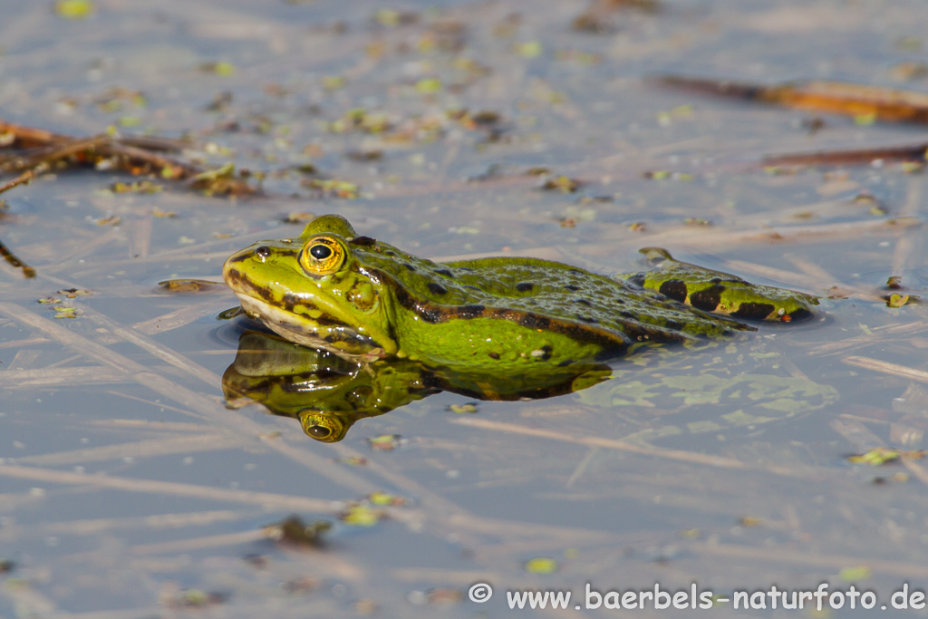 Grünfrosch