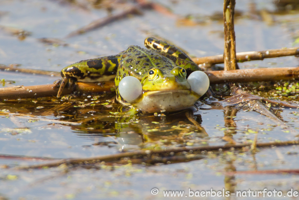 Grünfrosch