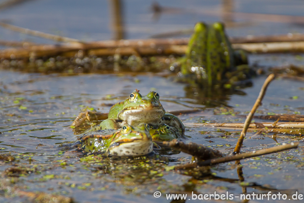 Grünfrosch