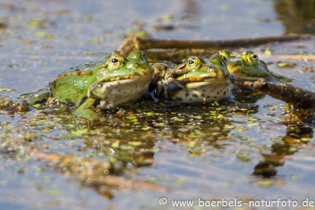 Grünfrosch