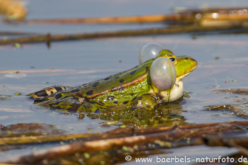 Grünfrosch
