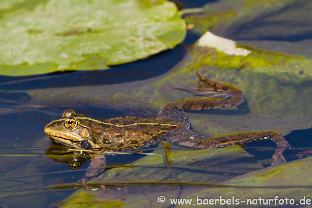 Grünfrosch