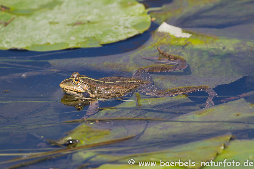 Grünfrosch