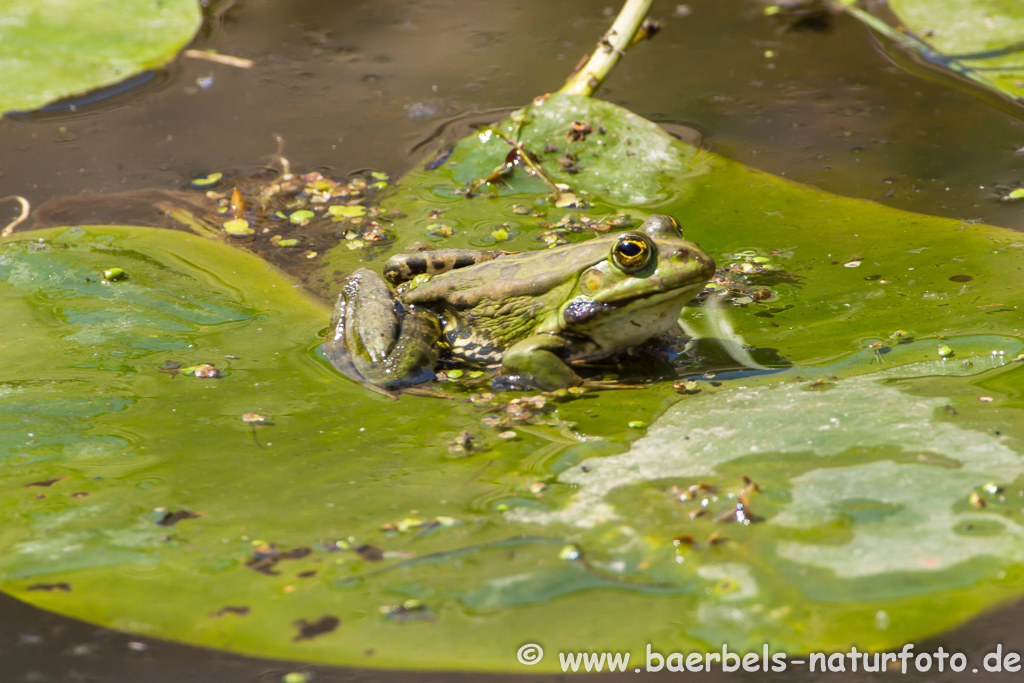 Grünfrosch