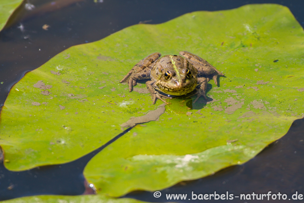 Grünfrosch