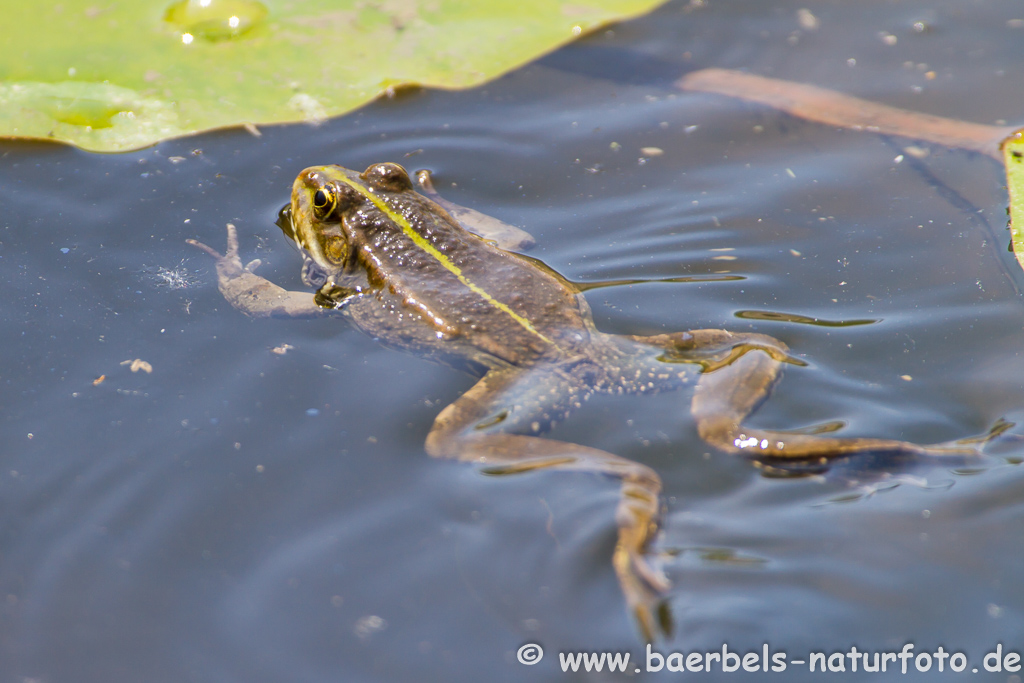 Grünfrosch