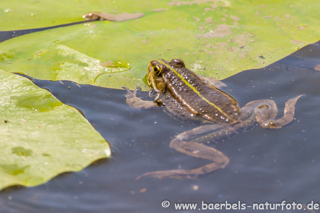 Grünfrosch