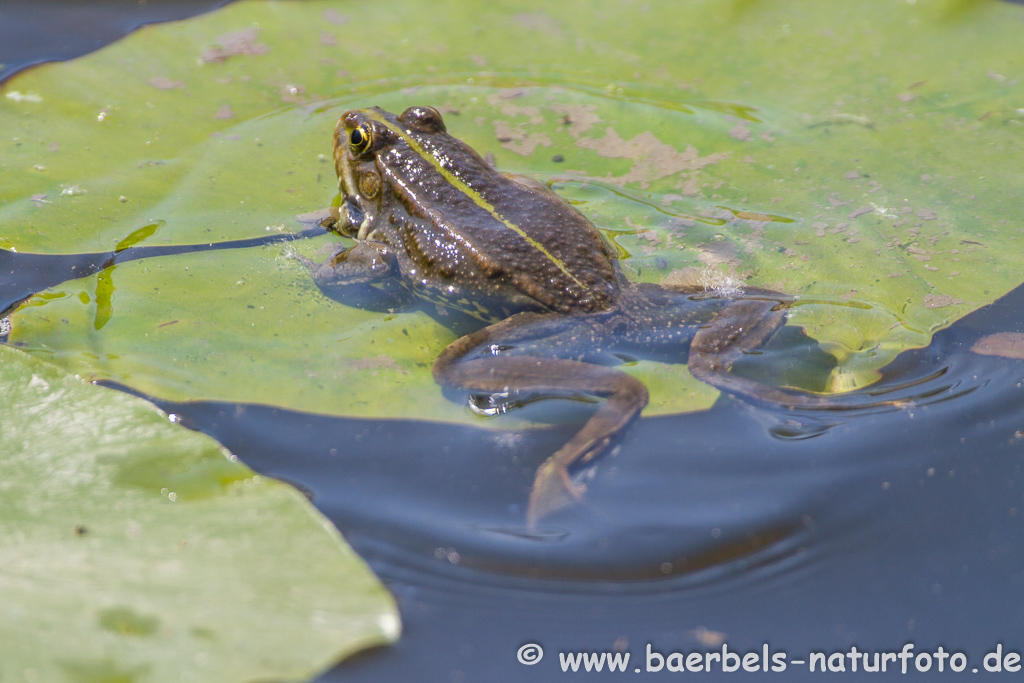 Grünfrosch