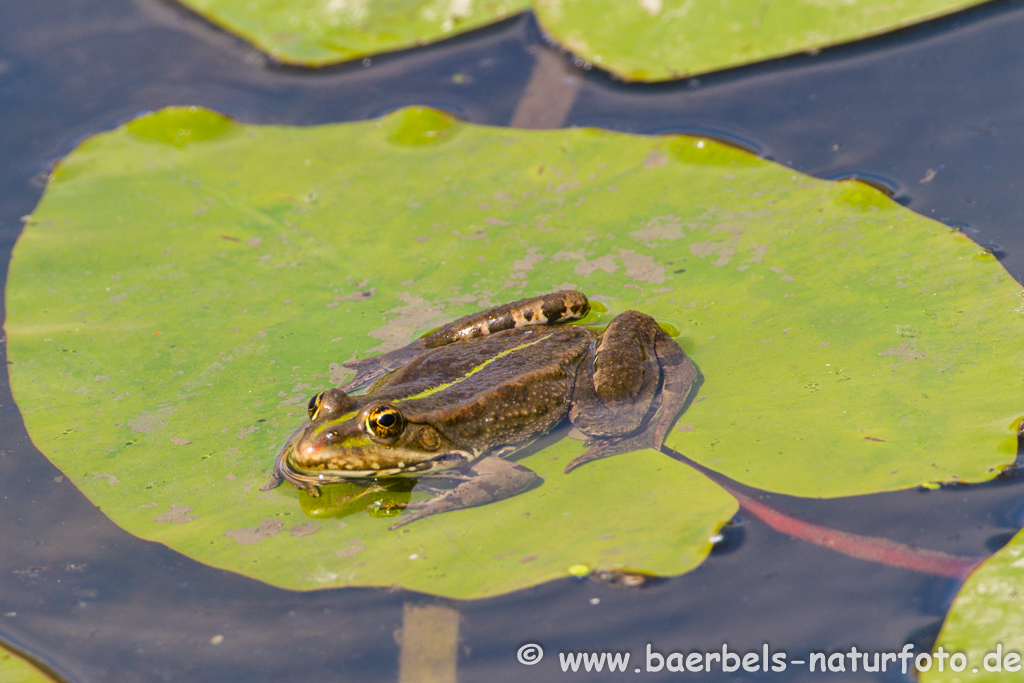 Grünfrosch