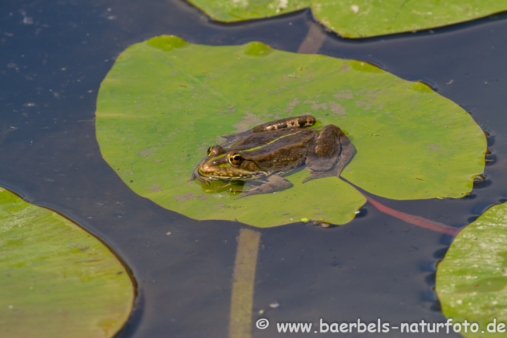 Grünfrosch