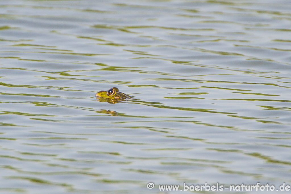 Grünfrosch