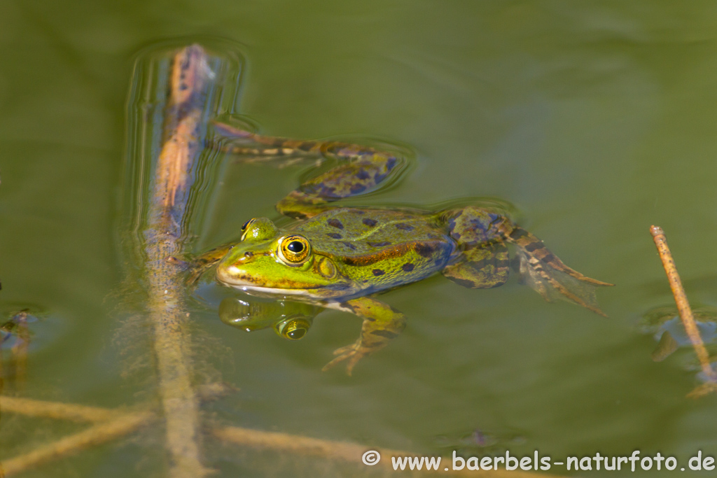 Grünfrosch