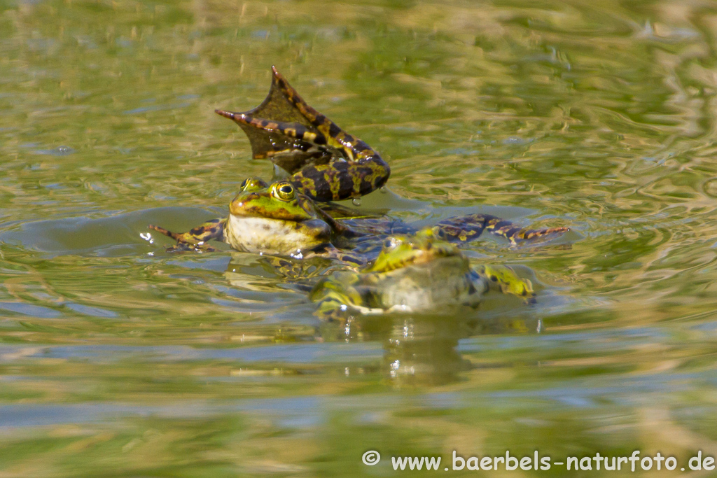 Grünfrosch