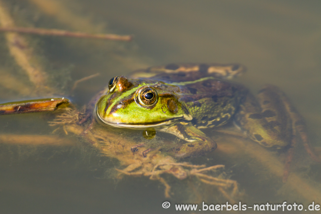 Grünfrosch